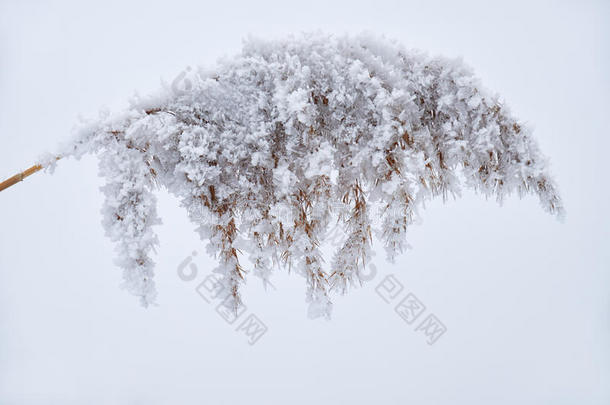 雪上枯草