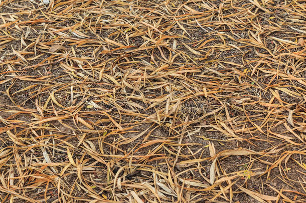 干燥的竹叶在地上变成棕色的纹理。
