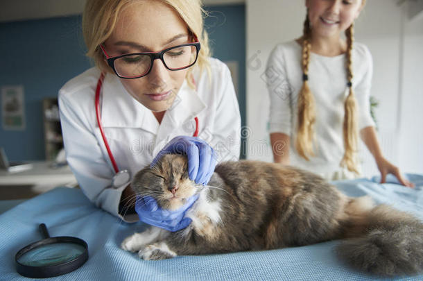 动物鞠躬猫检查诊所
