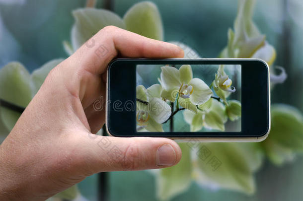 盛开的白兰花。 手机在手，男人从你的手机上拍摄花照片，自我，在手机上拍照