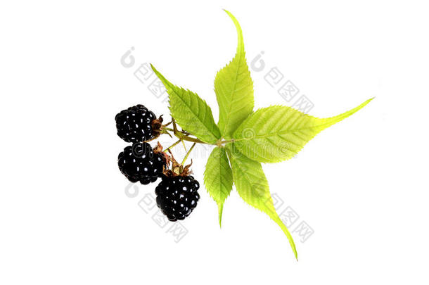 黑莓在白色背景的顶部视图的平面风格夏季新鲜浆果