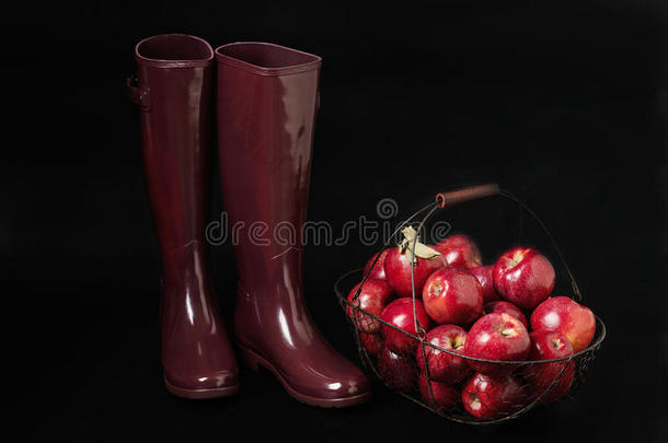 秋天。 苹果的收获。 橡胶靴子勃艮第色