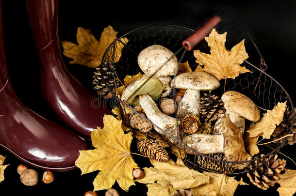秋天。 采蘑菇。 橡胶靴子勃艮第色
