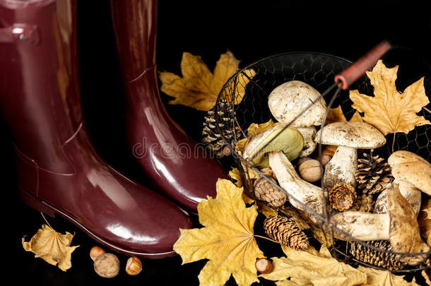秋天。 采蘑菇。 橡胶靴子勃艮第色