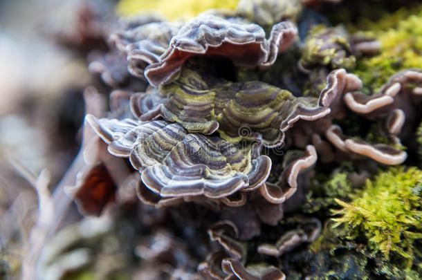 彩色蘑菇生长在岩石上