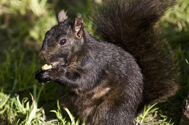 一只黑松鼠吃东西的漂亮照片
