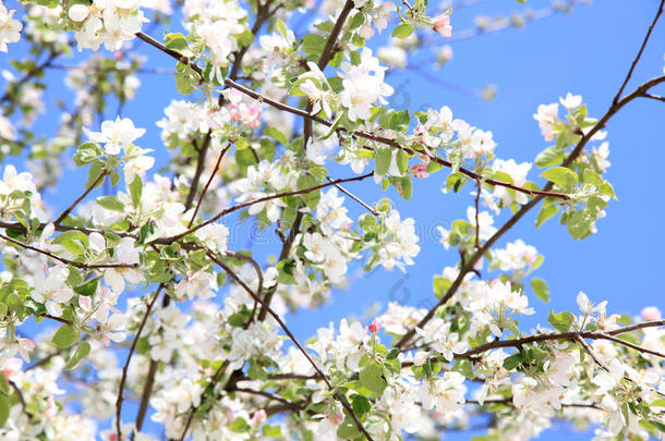 <strong>蓝天背景</strong>上樱花的<strong>花朵</strong>