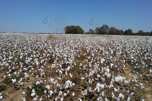 棉花田在十月下旬