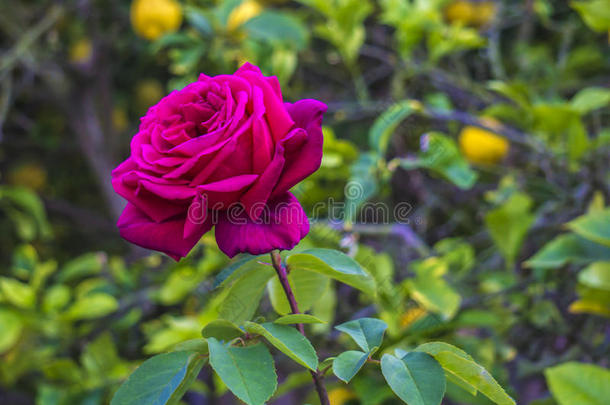 花园里的一朵玫瑰