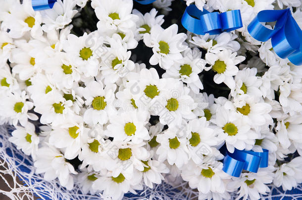 洋甘菊在大花束与蓝色丝带。 鲜花