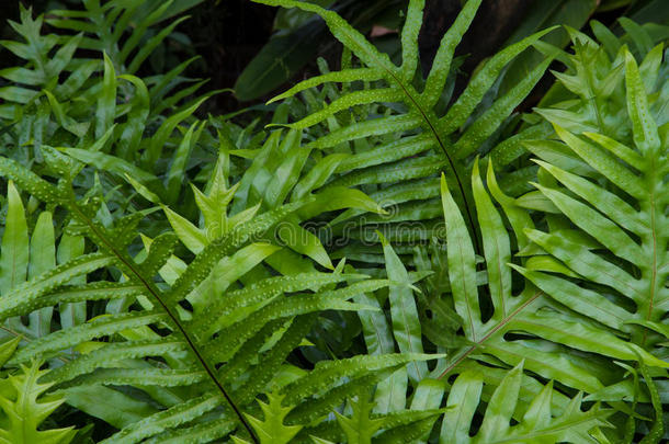 蕨类植物创造了蕨类植物的背景模式，蕨类植物在森林中