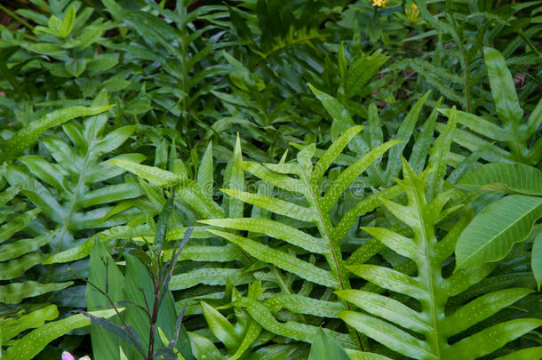 蕨类植物创造了蕨类植物的背景模式，蕨类植物在森林中