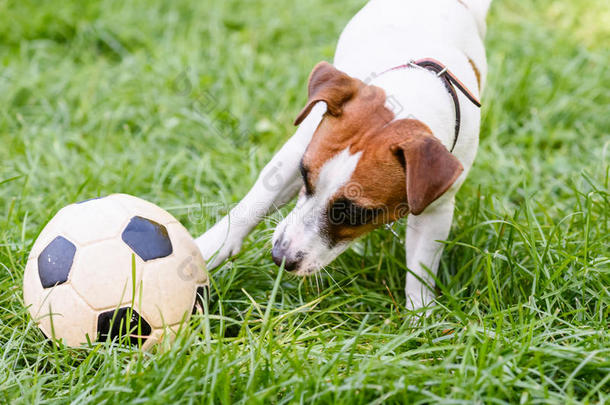 狗用爪子踢足球(足球