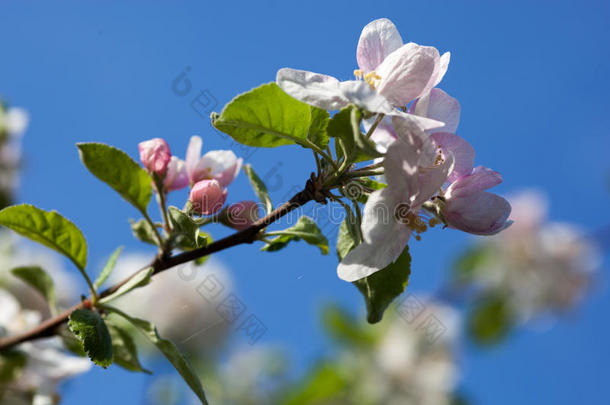 蓝天背景下的苹果树花朵