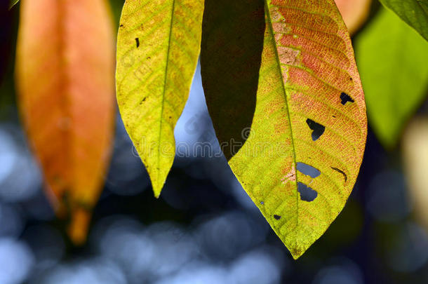 特写马可拍摄的叶子在秋天的季节显示了自然