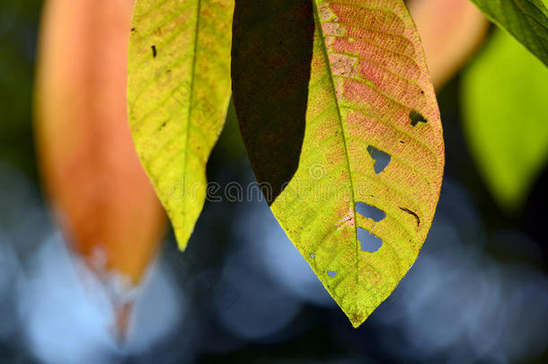 特写马可拍摄的叶子在秋天的季节显示了自然