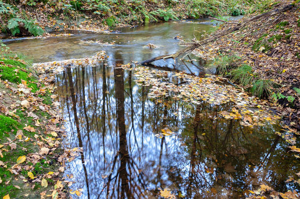 流动的水在溪流长快门荷兰秋林