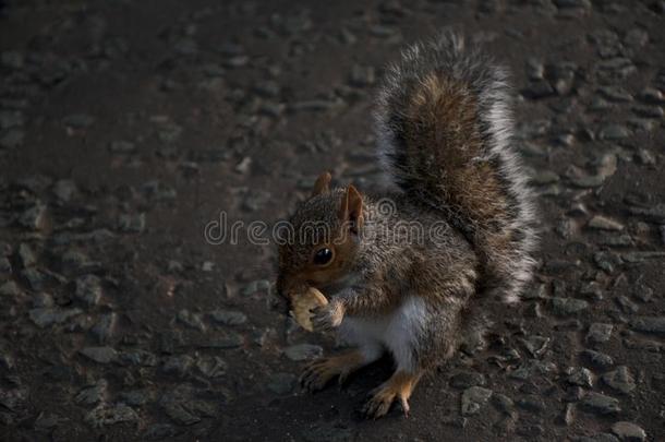 可爱的松鼠在路上吃小饼干的详细图片。