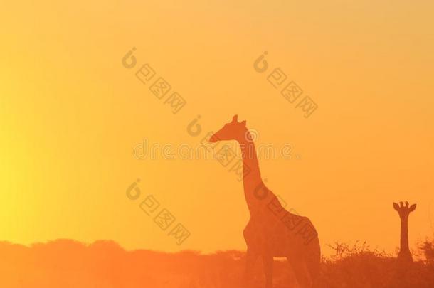 长颈鹿-非洲野生动物背景-<strong>金色剪影</strong>