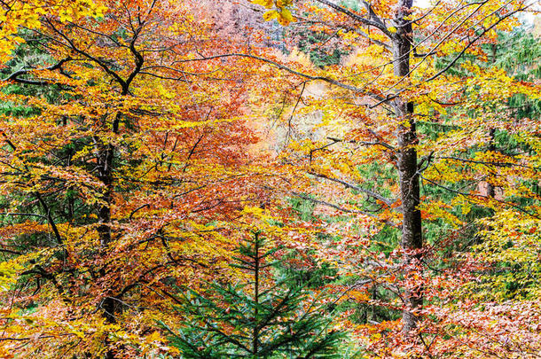 五彩缤纷的秋天森林的深处