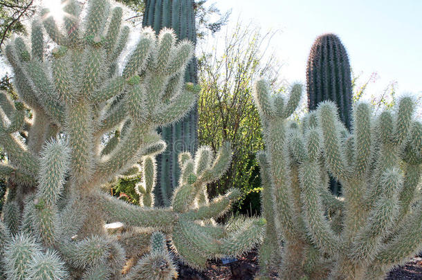 干旱的亚利桑那州植物学仙人掌沙漠