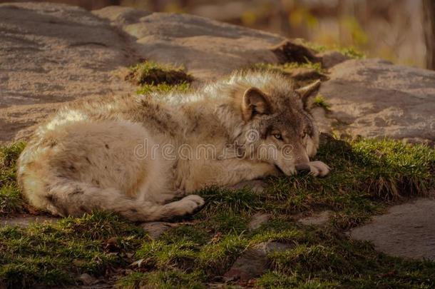 灰狼在加拿大魁北克休息。