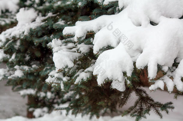 杉枝覆盖着新鲜的雪，飘落的雪花，冬天的背景