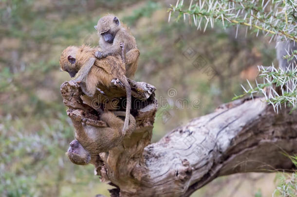三个橄榄，或热带草原，狒狒宝宝在玩耍