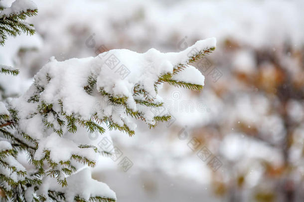 杉枝覆盖着新鲜的雪，飘落的雪花，冬天的背景