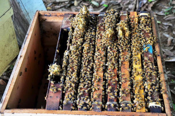 泰国Phrae的蜜蜂农场