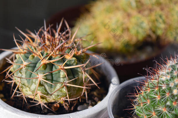 美丽的植物学的植物学仙人掌科仙人掌