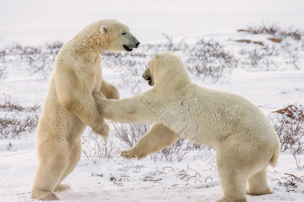 机构动物北极的全地形车熊