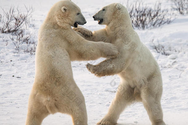 机构动物北极的全地形车熊