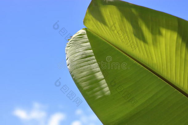 美丽的香蕉叶在蓝<strong>天上</strong>为背景和纹理，浅深的田野