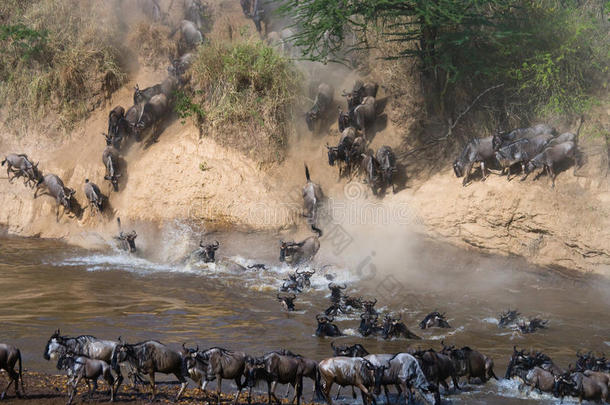 关于非洲非洲的动物羚羊