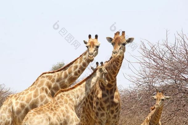 长颈鹿家庭夫妇年轻长颈鹿，纳米比亚
