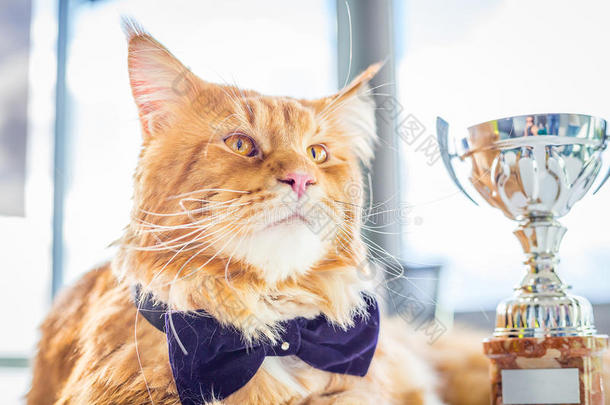 迷人的冠军缅因州科恩猫戴着蝴蝶结坐在他的高脚杯