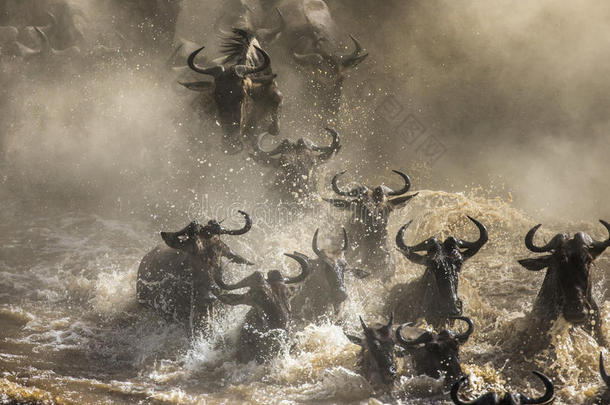 <strong>关于</strong>非洲非洲的动物羚羊
