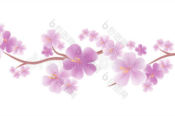 花卉设计。 花的背景。 苹果树的花。 在白色背景上分离出紫色花的樱花枝