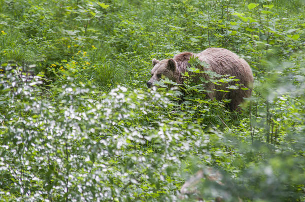 棕色熊在森林里自由行走