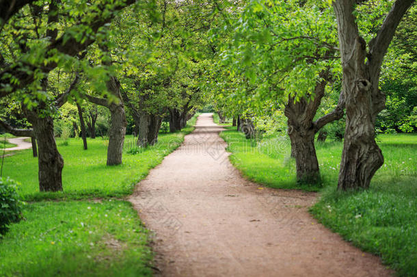 美丽宁静的小巷在春天阳光明媚的公园里，周围有树木和青草。