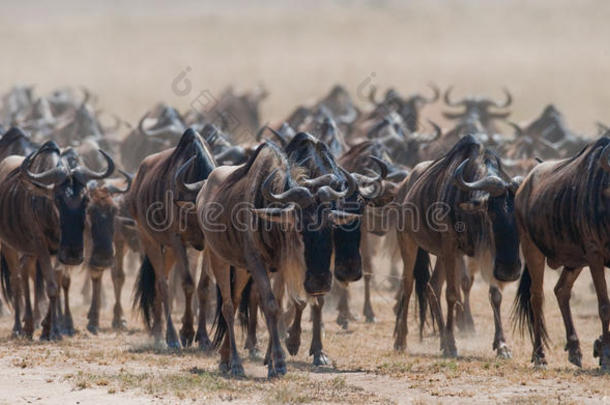 大<strong>草原</strong>上的一群野羚。 伟大的移民。 肯尼亚。 坦桑尼亚。 马<strong>赛马</strong>拉国家公园。