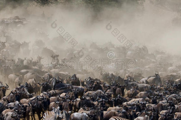 关于非洲非洲的动物羚羊
