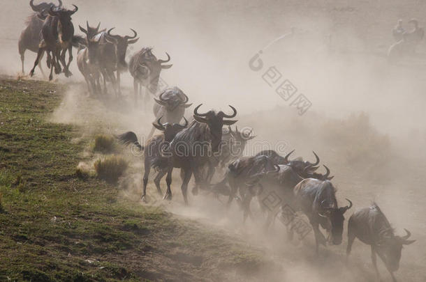 <strong>关于</strong>非洲非洲的动物羚羊