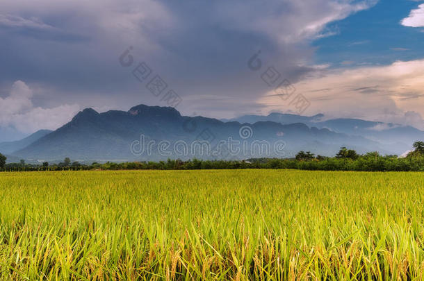 美丽的景观山景水稻梯田稻田。
