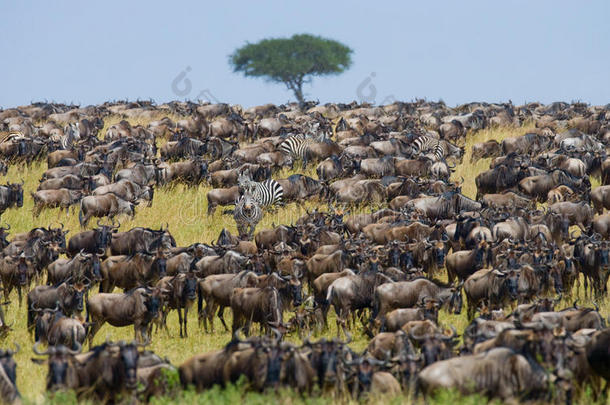 大<strong>草原上的</strong>一群野羚。 伟大<strong>的</strong>移民。 肯尼亚。 坦桑尼亚。 马赛马拉国家公园。