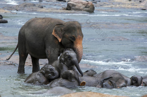 在斯里兰卡中部的马哈奥亚河洗澡时，一对大象小牛爬过一只成年大象。