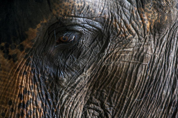 一只大象眼睛在羽爪大象孤儿院(；羽爪)；。