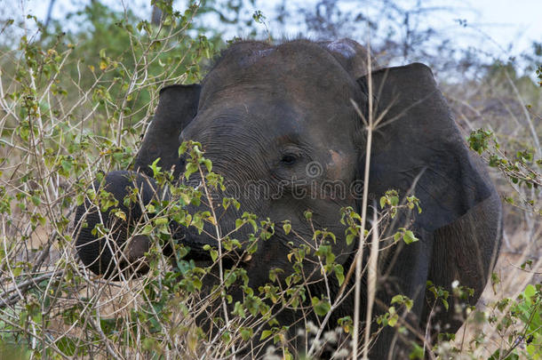 <strong>一只大象</strong>在斯里兰卡乌达沃拉威国家公园的灌木丛中放牧。