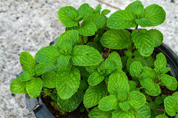 芳香芳香的背景后院植物学的